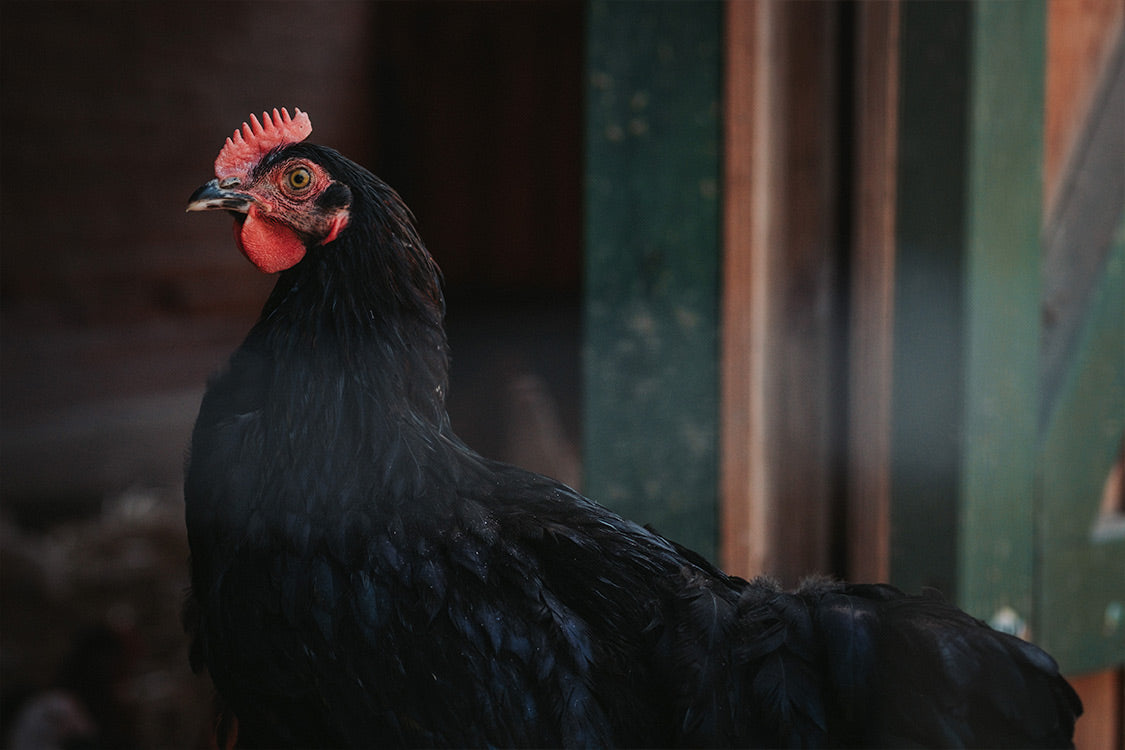 Marans Odefey & Töchter