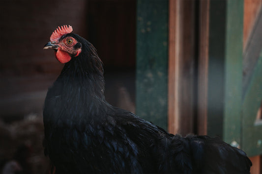 Marans Odefey & Töchter