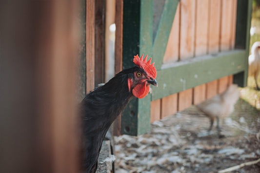 Marans Odefey & Töchter