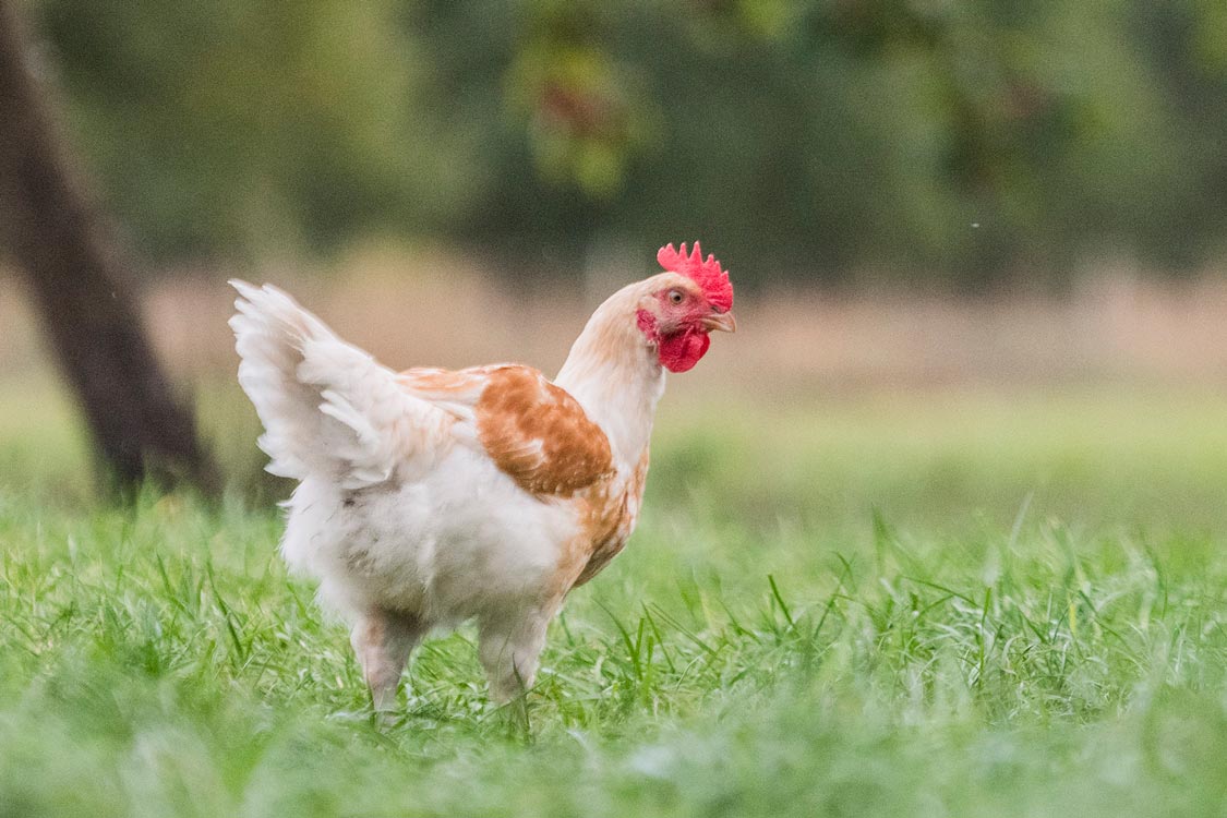 Weidehuhn auf dem Hof von Odefey & Töchter