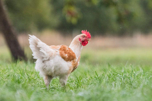 Weidehuhn auf dem Hof von Odefey & Töchter