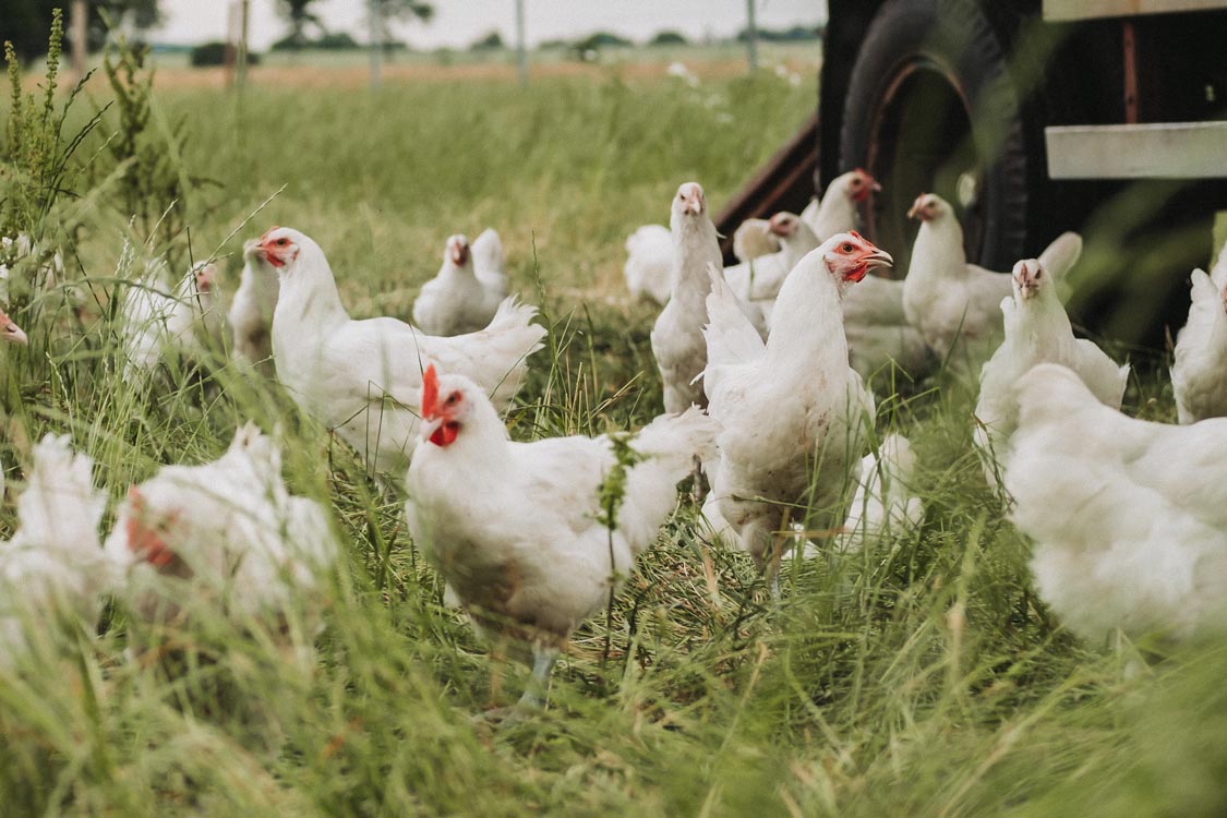 Bresse Hühner auf dem Hof von Odefey & Töchter