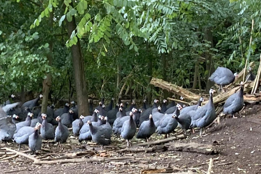 perlhuhn_odefey-und-toechter_1