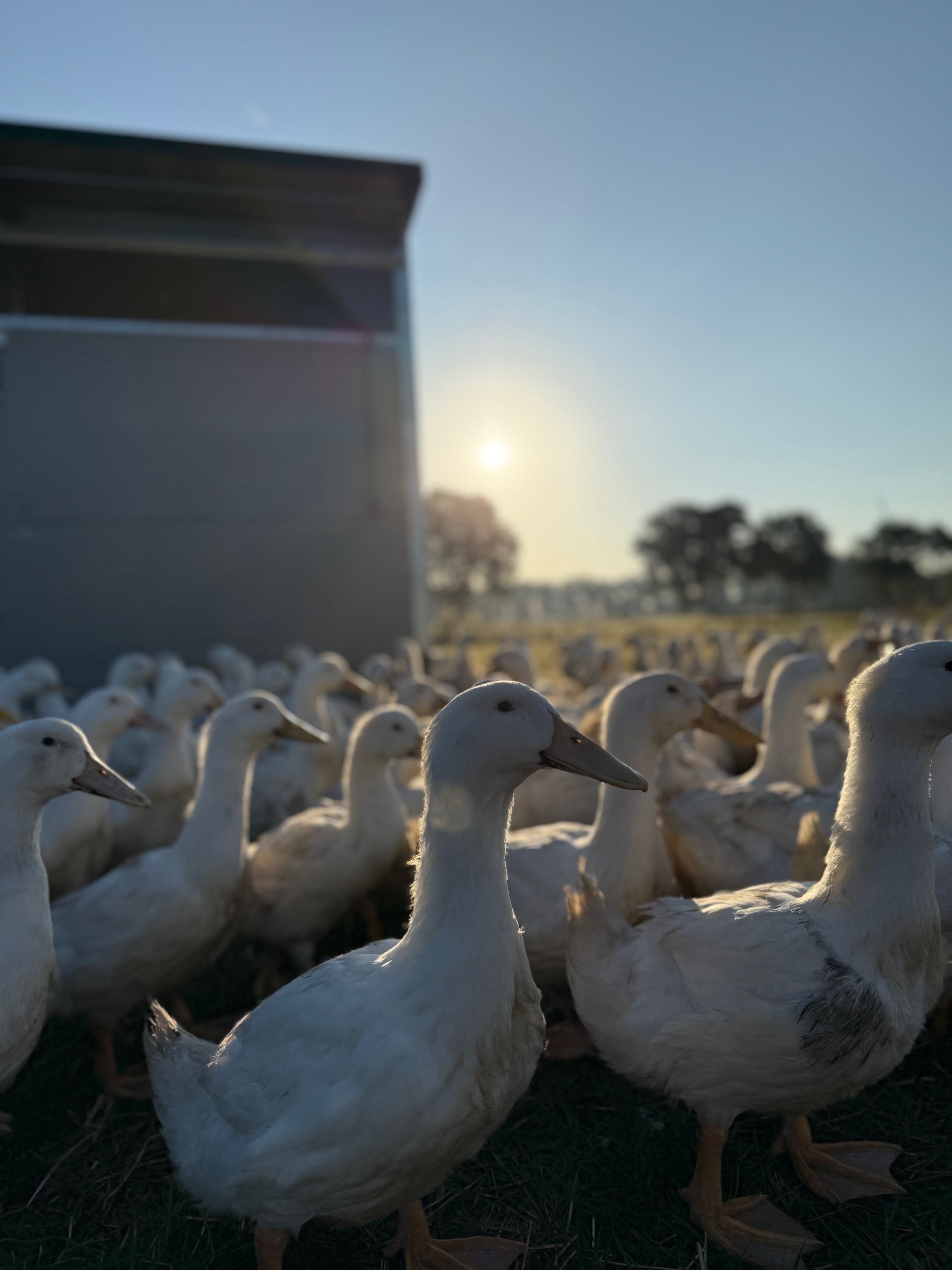 enten tenten teelika menten Mulardenente